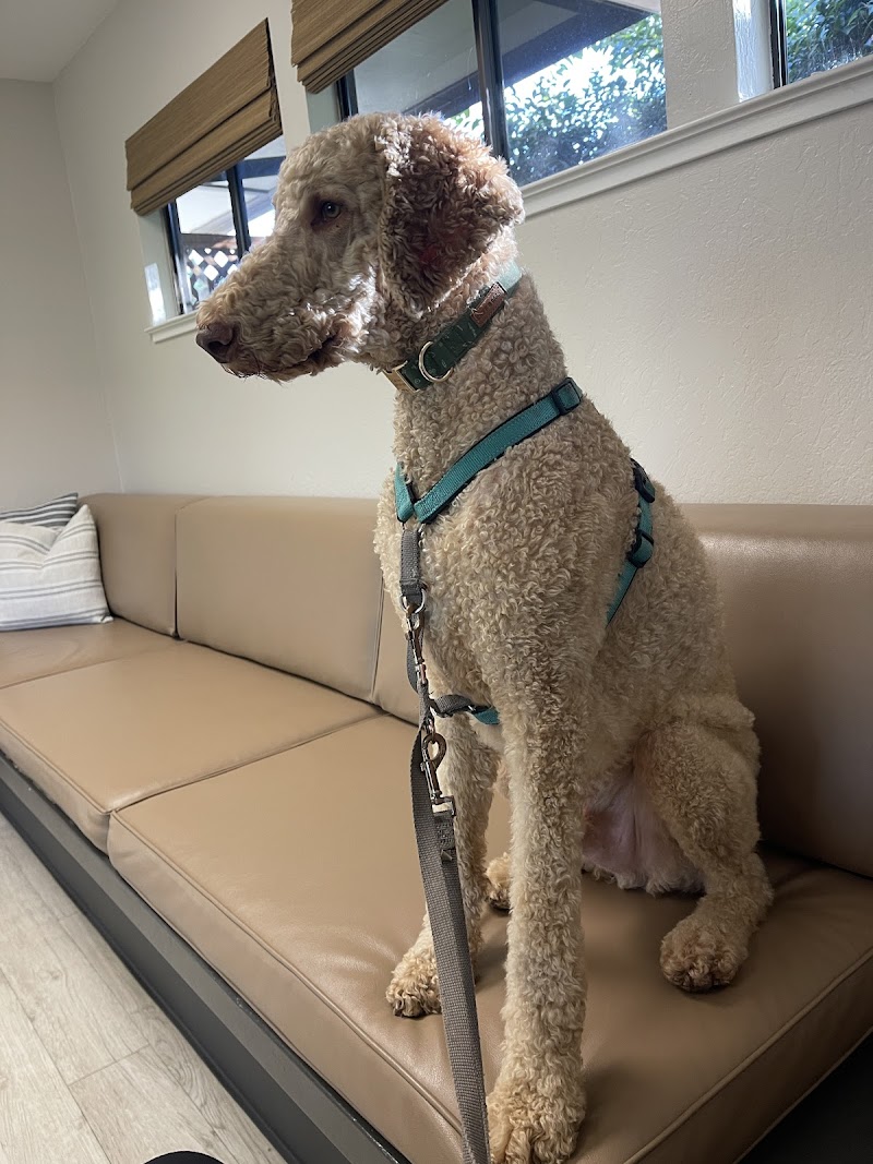 VCA Contra Costa Animal Hospital photo 3