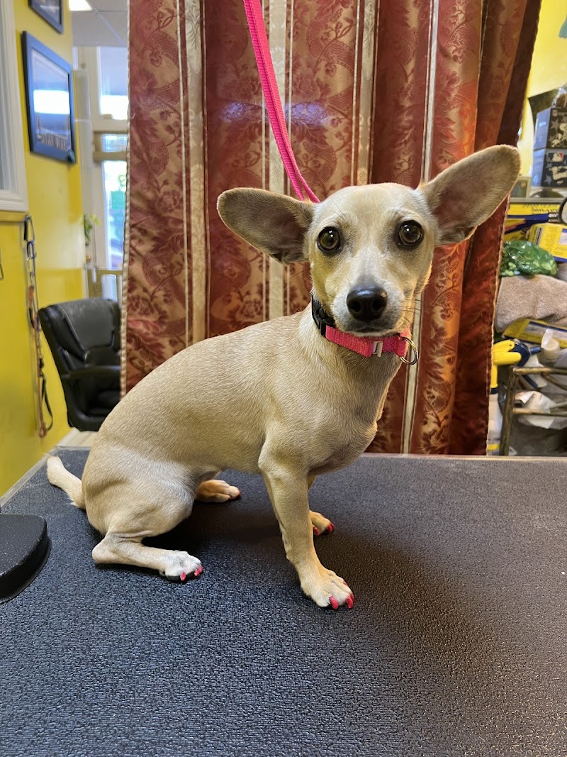 Photo of Le Chien Fortune Dog Grooming Spa