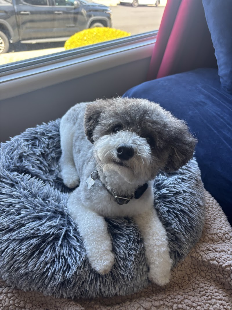 Le Chien Fortune Dog Grooming Spa photo 4