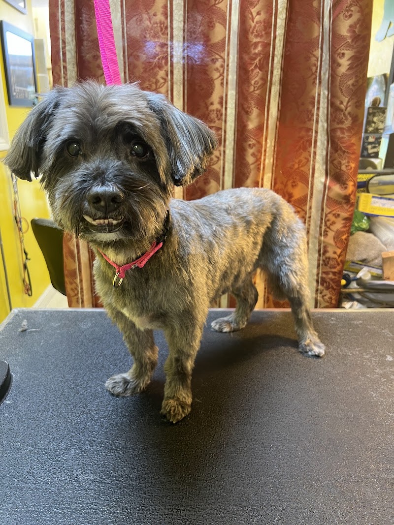 Le Chien Fortune Dog Grooming Spa photo 5
