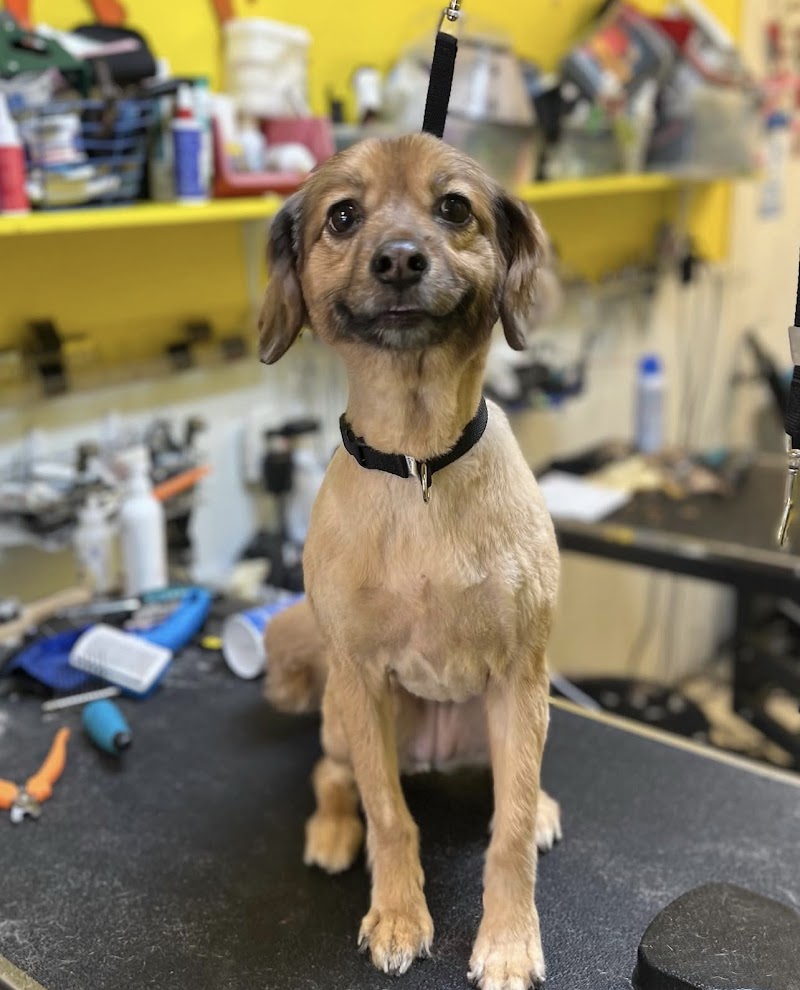 Le Chien Fortune Dog Grooming Spa photo 3