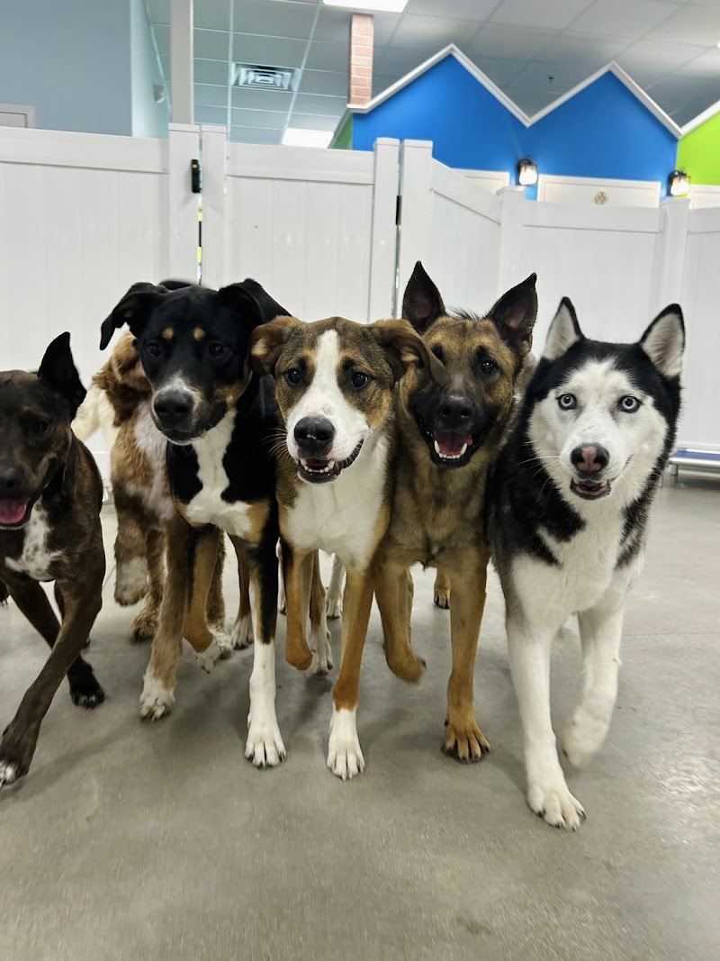 Photo of Hounds Town - Tucson - Marana
