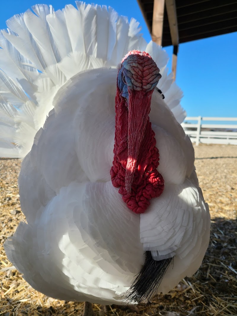 Charlie's Acres Farm Animal Sanctuary photo 4
