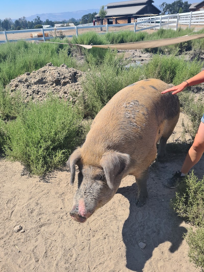 Charlie's Acres Farm Animal Sanctuary photo 5