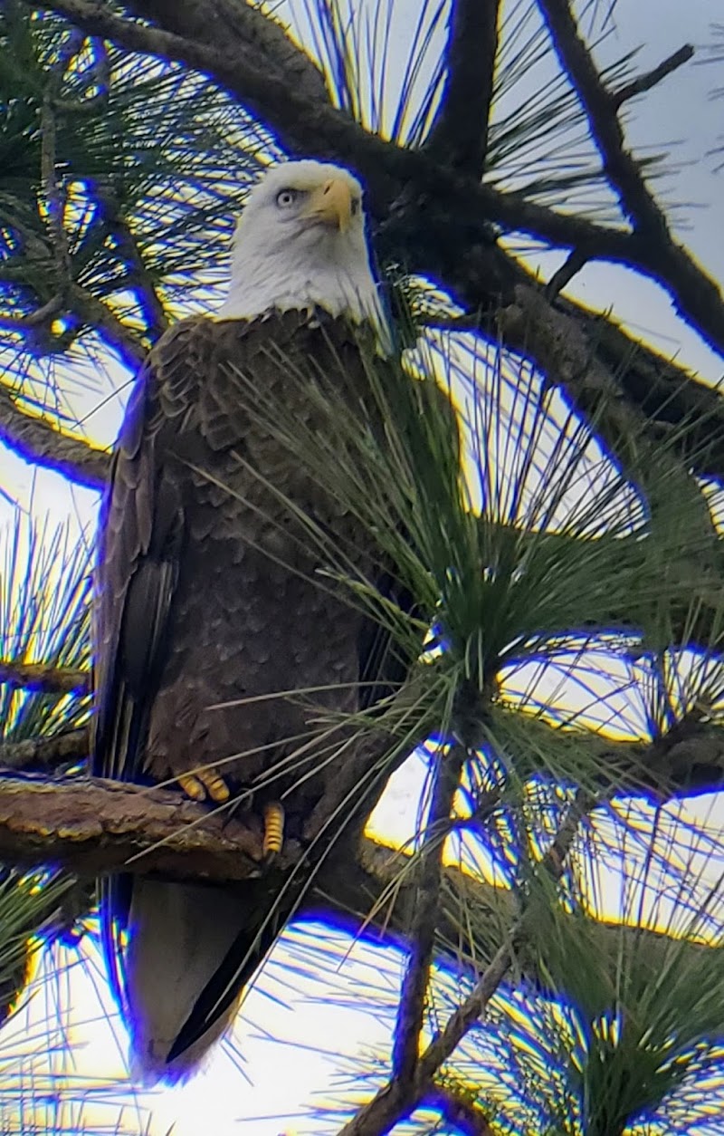 Eagle Audubon Society photo 2
