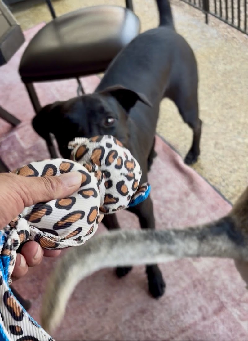 Paw Ranch AZ photo 5