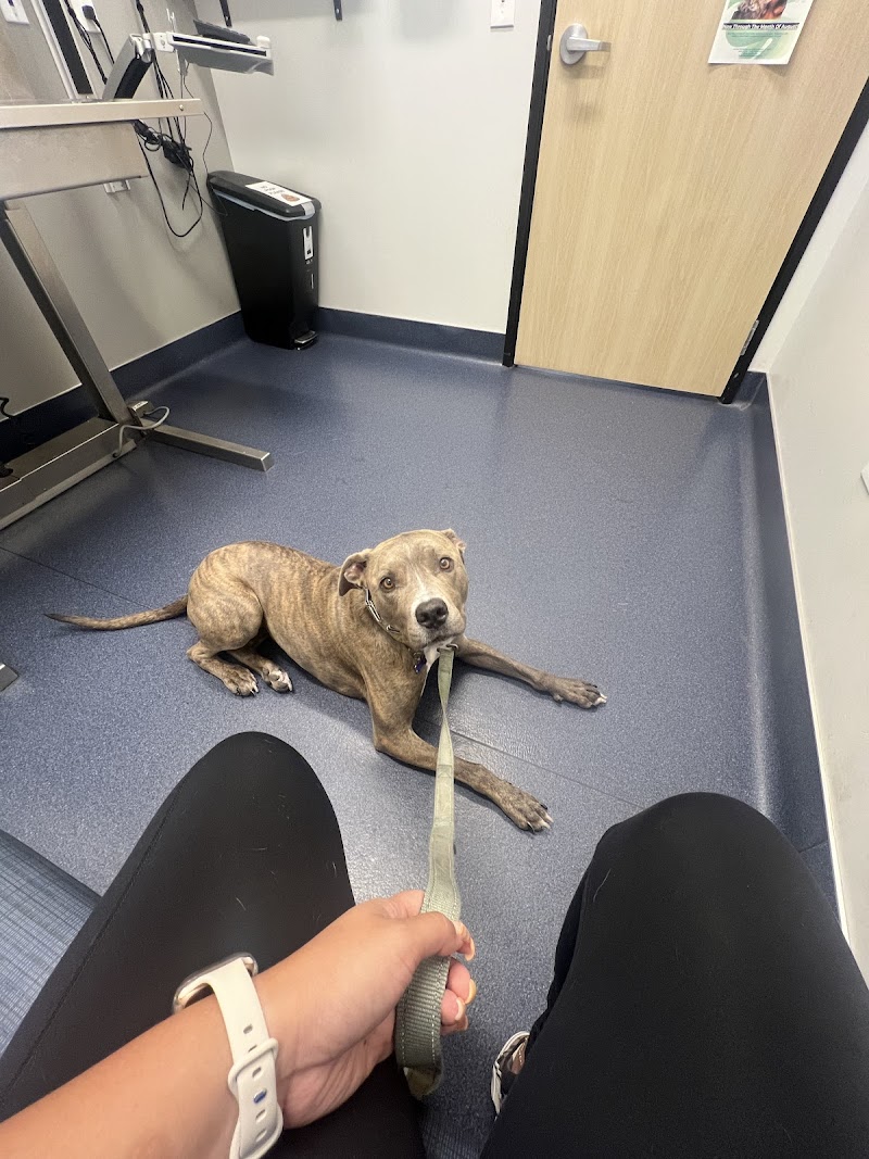 Hercules Pet Hospital photo 2