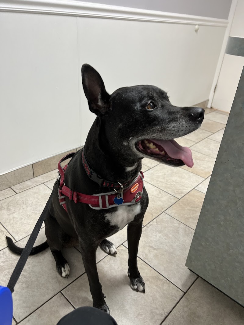 Ruskin Animal Hospital photo 2