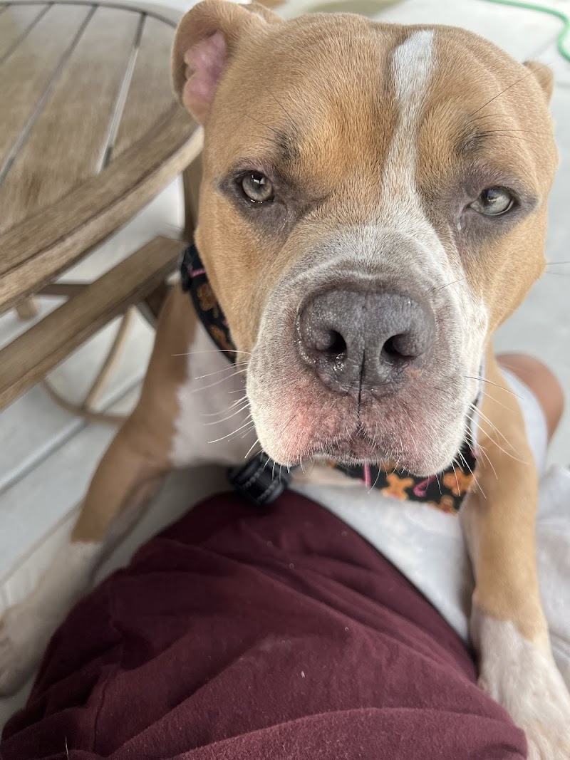 Ruskin Animal Hospital photo 4