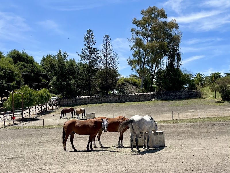 Photo of Bridle Up Hope San José