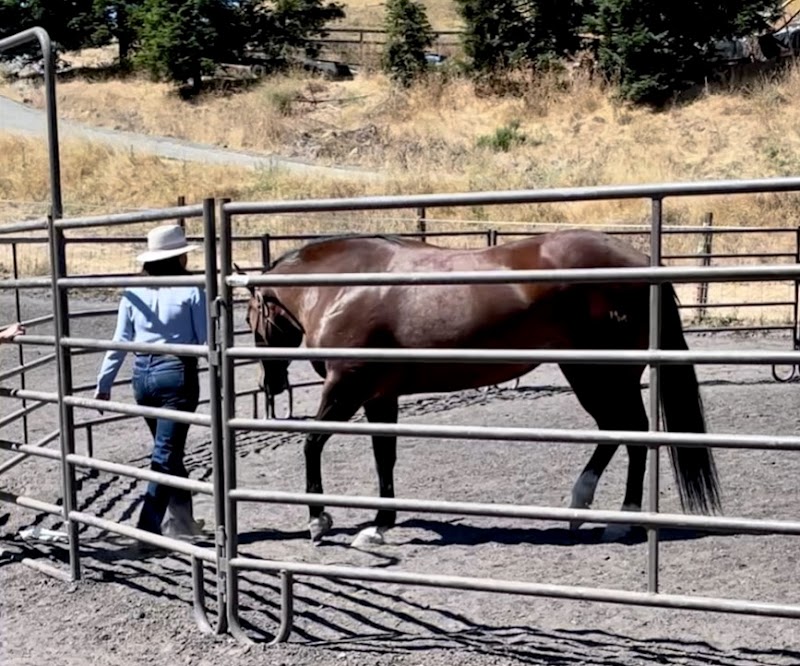Bridle Up Hope San José photo 2