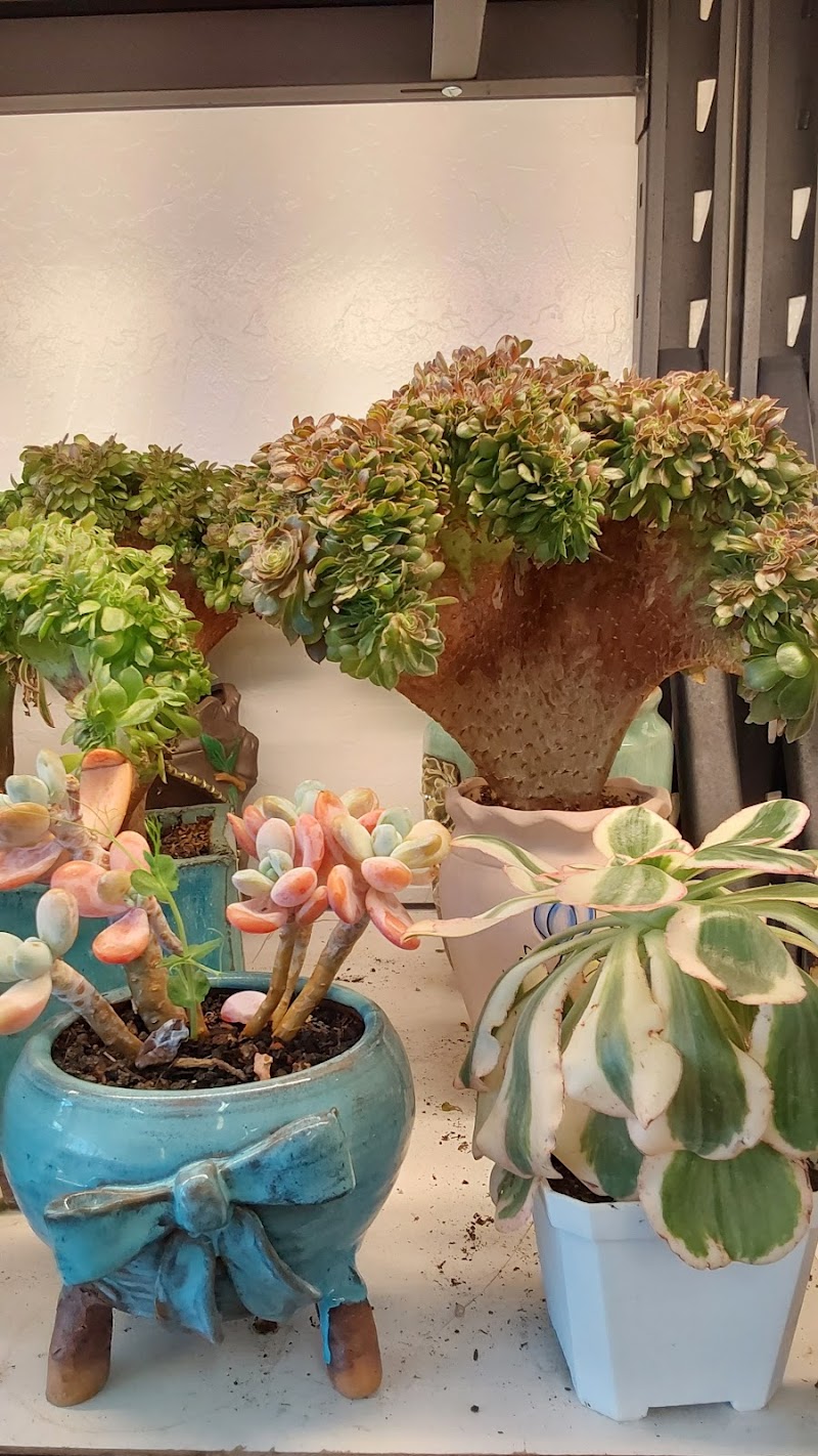 Four Seasons Succulents photo 3