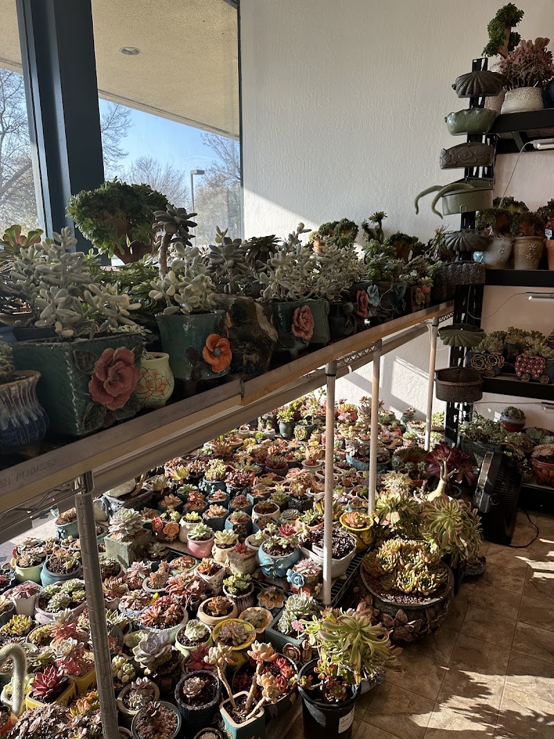 Four Seasons Succulents photo 2