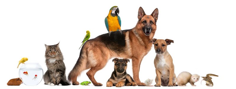 Comforts of Home Pet Care photo 5
