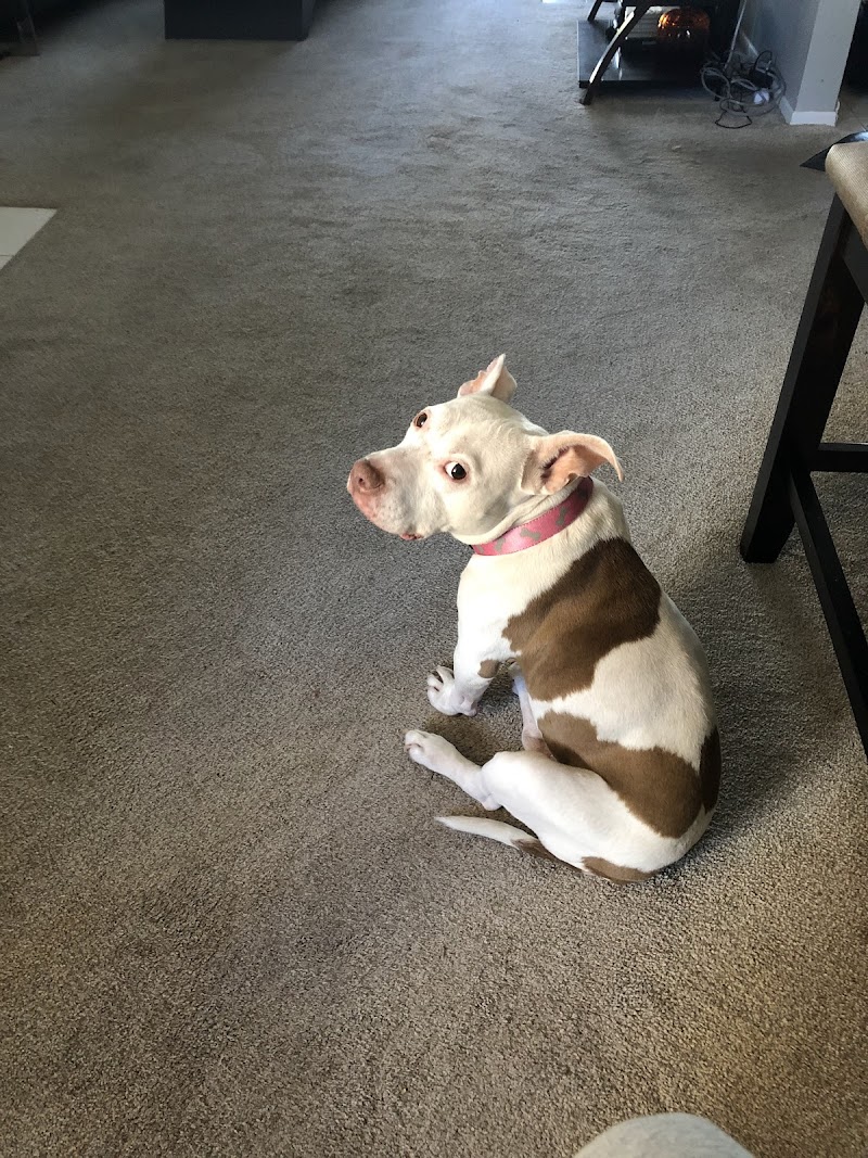 Comforts of Home Pet Care photo 3