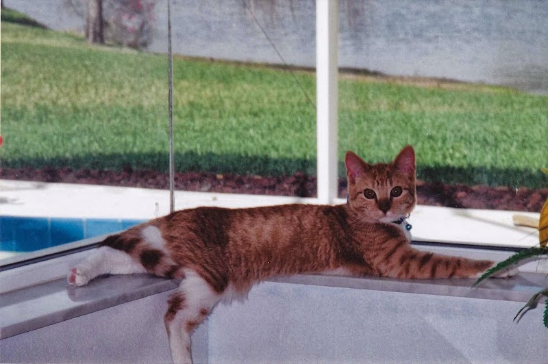 Photo of Comforts of Home Pet Care