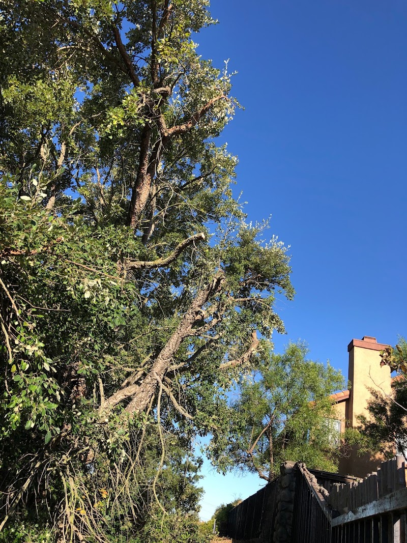 Tree Service Pro Vallejo photo 2