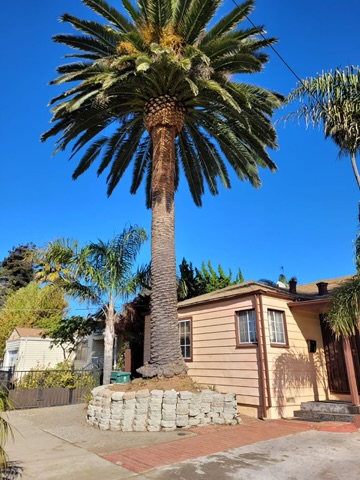 Tree Service Pro Vallejo photo 4