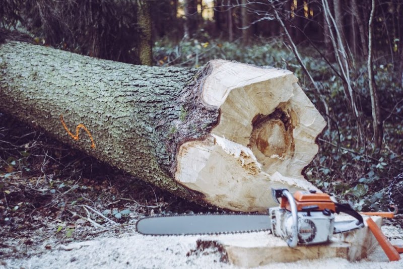 Tree Service Pro Vallejo photo 5