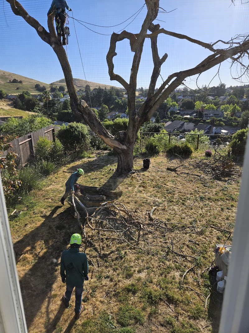 Tree Service Pro Vallejo photo 3