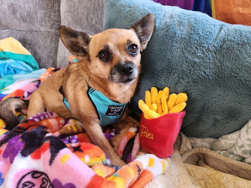 Pawsitive Vibes photo 5
