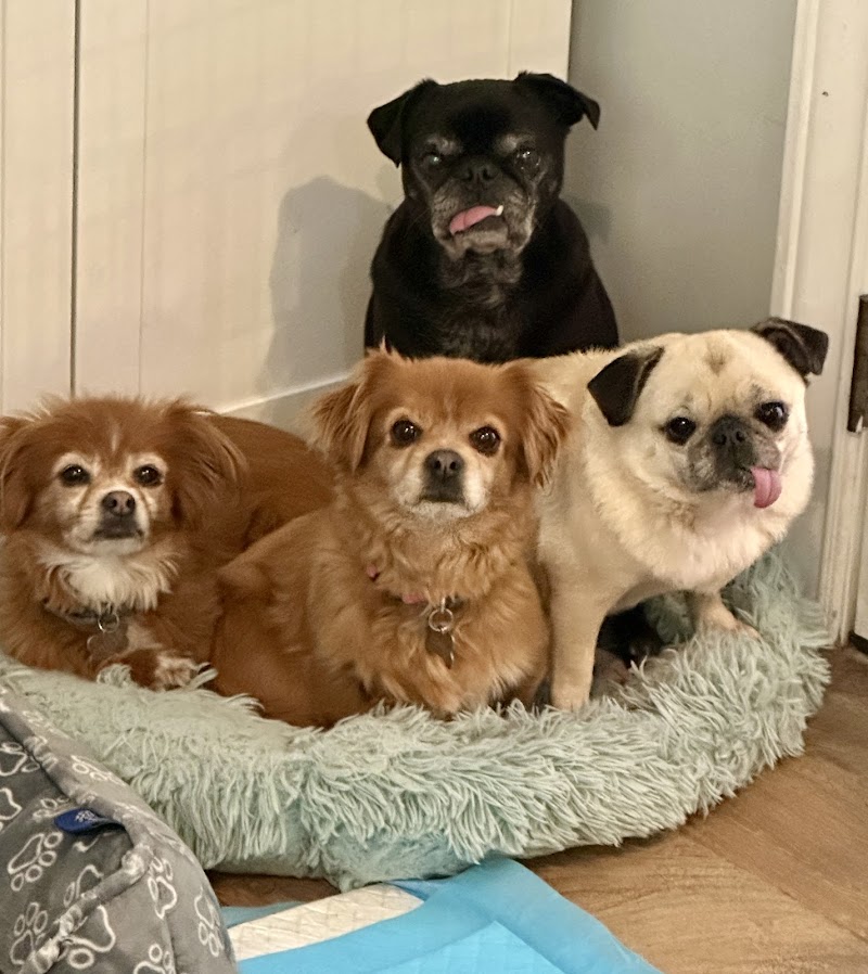 Photo of Tansie's Pet Sitting