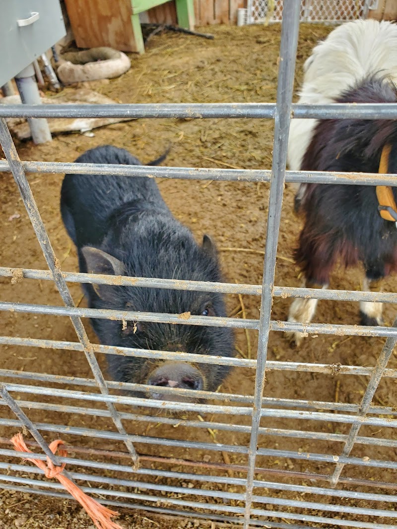 Amadio Ranch photo 3