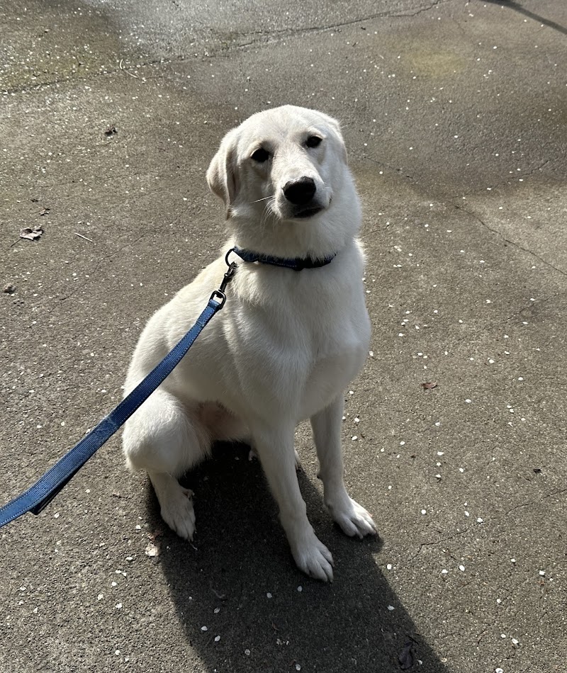 Clean Happy Dogs photo 2