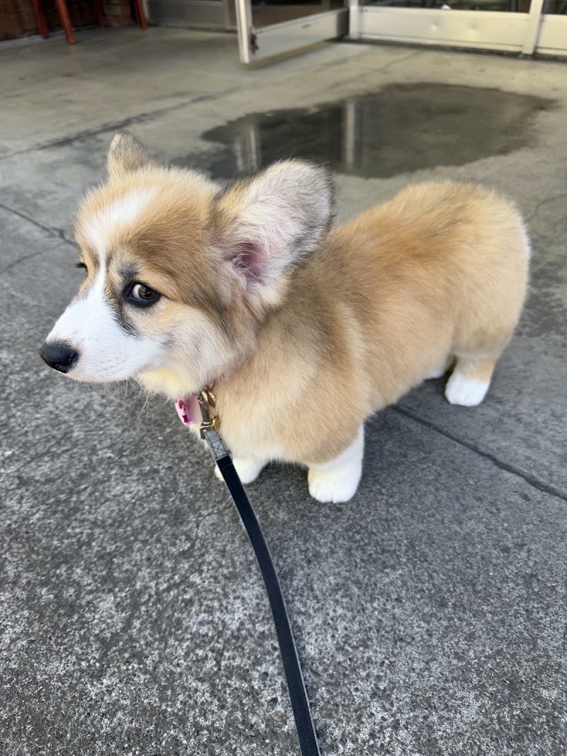 Clean Happy Dogs photo 5