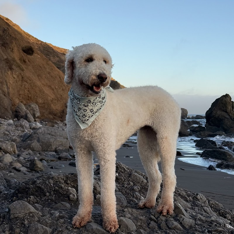 Clean Happy Dogs photo 4