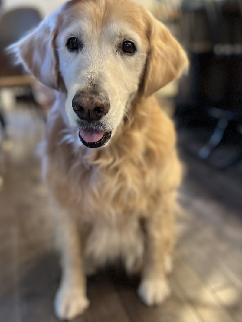 Clean Happy Dogs photo 3