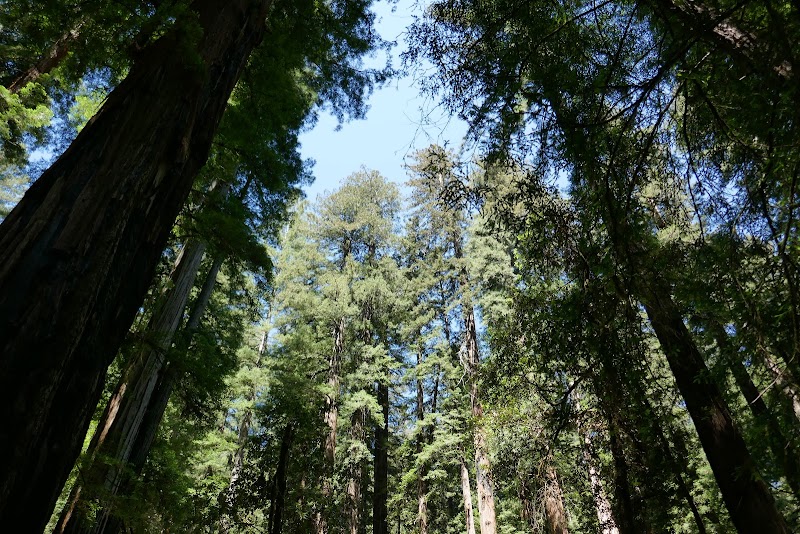 Armstrong Redwoods State Natural Reserve photo 4