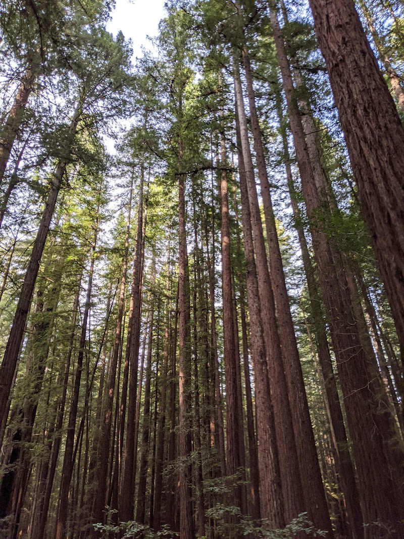 Armstrong Redwoods State Natural Reserve photo 2