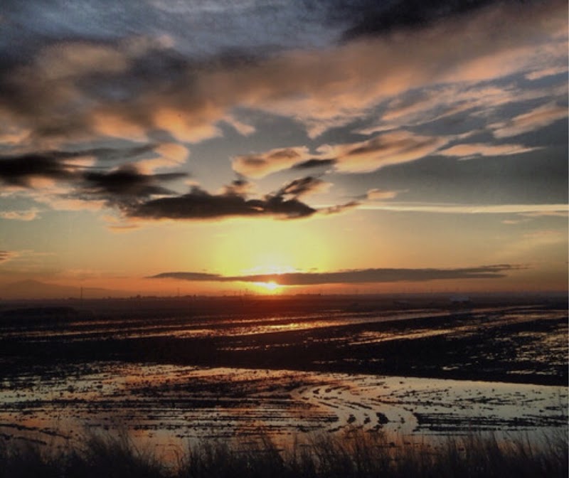 Brannan Island Scenic View photo 5