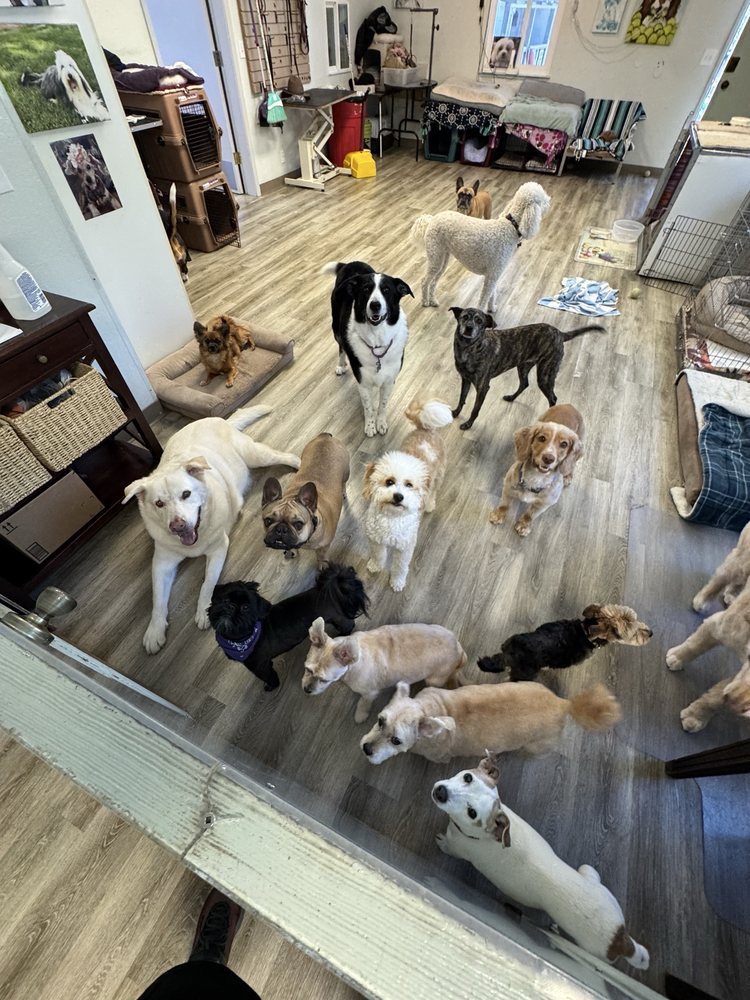 All Breed Grooming and Pet Day Care photo 5