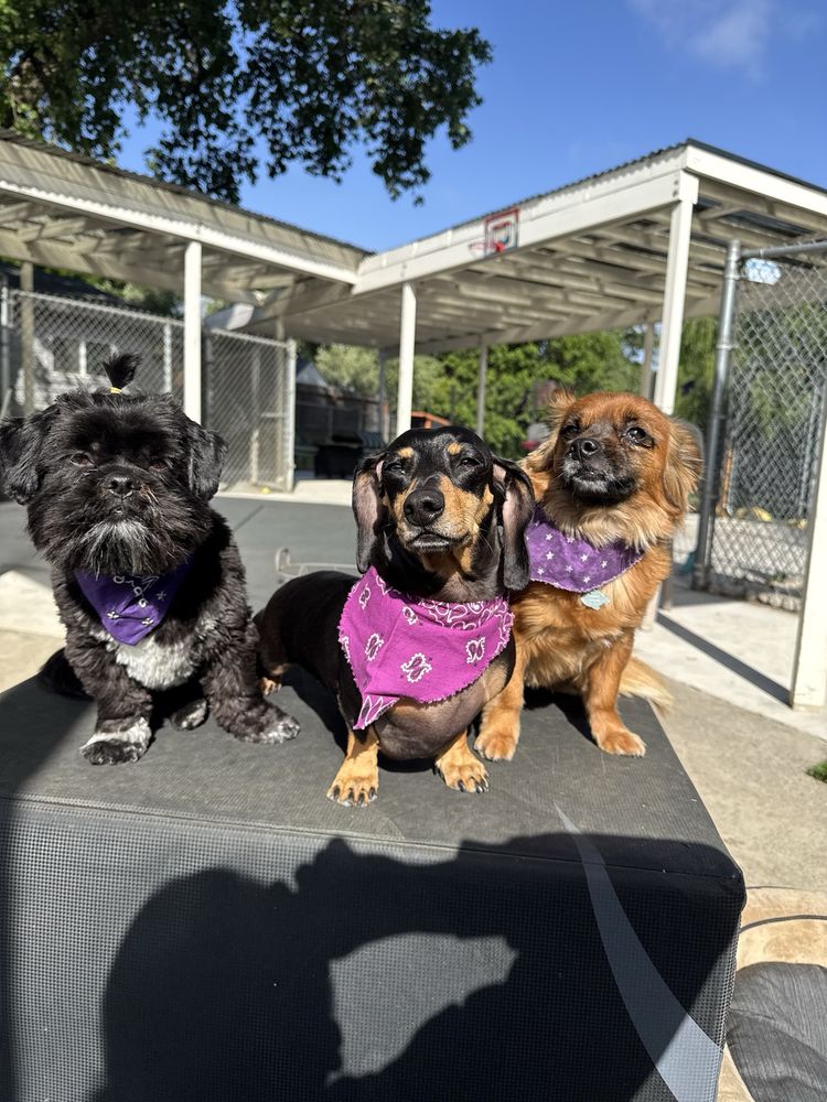 Photo of All Breed Grooming and Pet Day Care