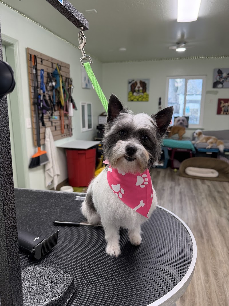 All Breed Grooming and Pet Day Care photo 2