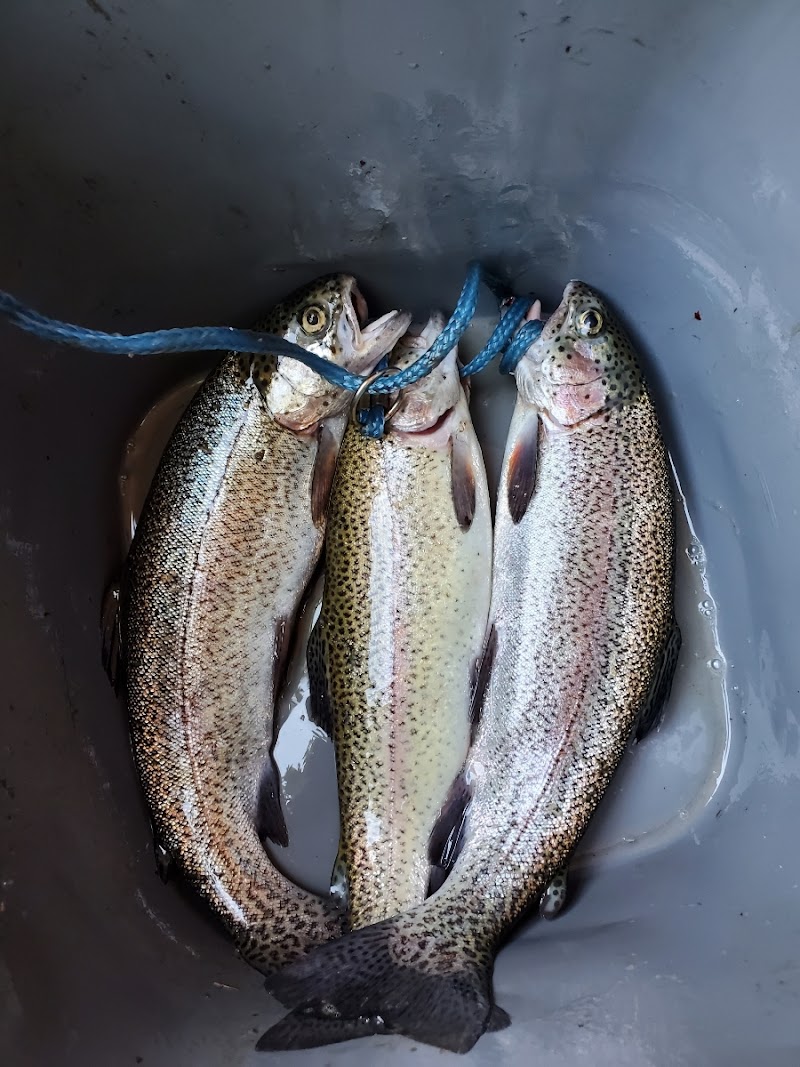 Smith's Mt. St. Helena Trout Farm & Hatchery photo 5