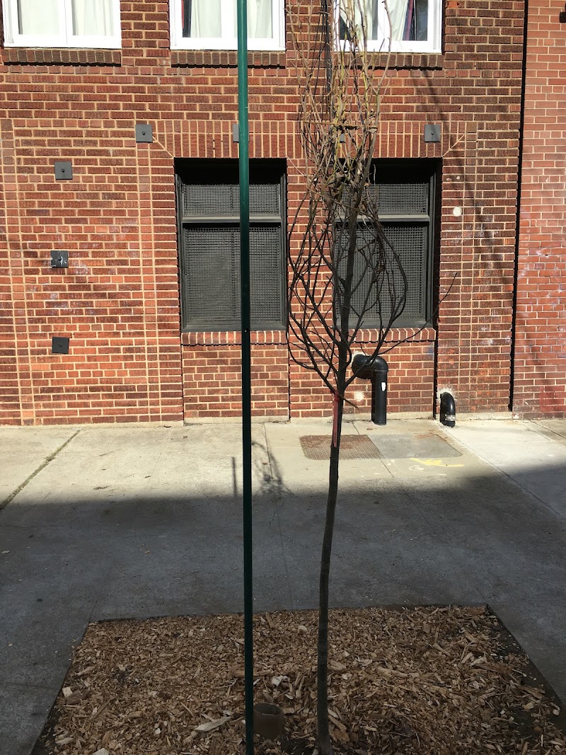 Radiance Oak photo 4