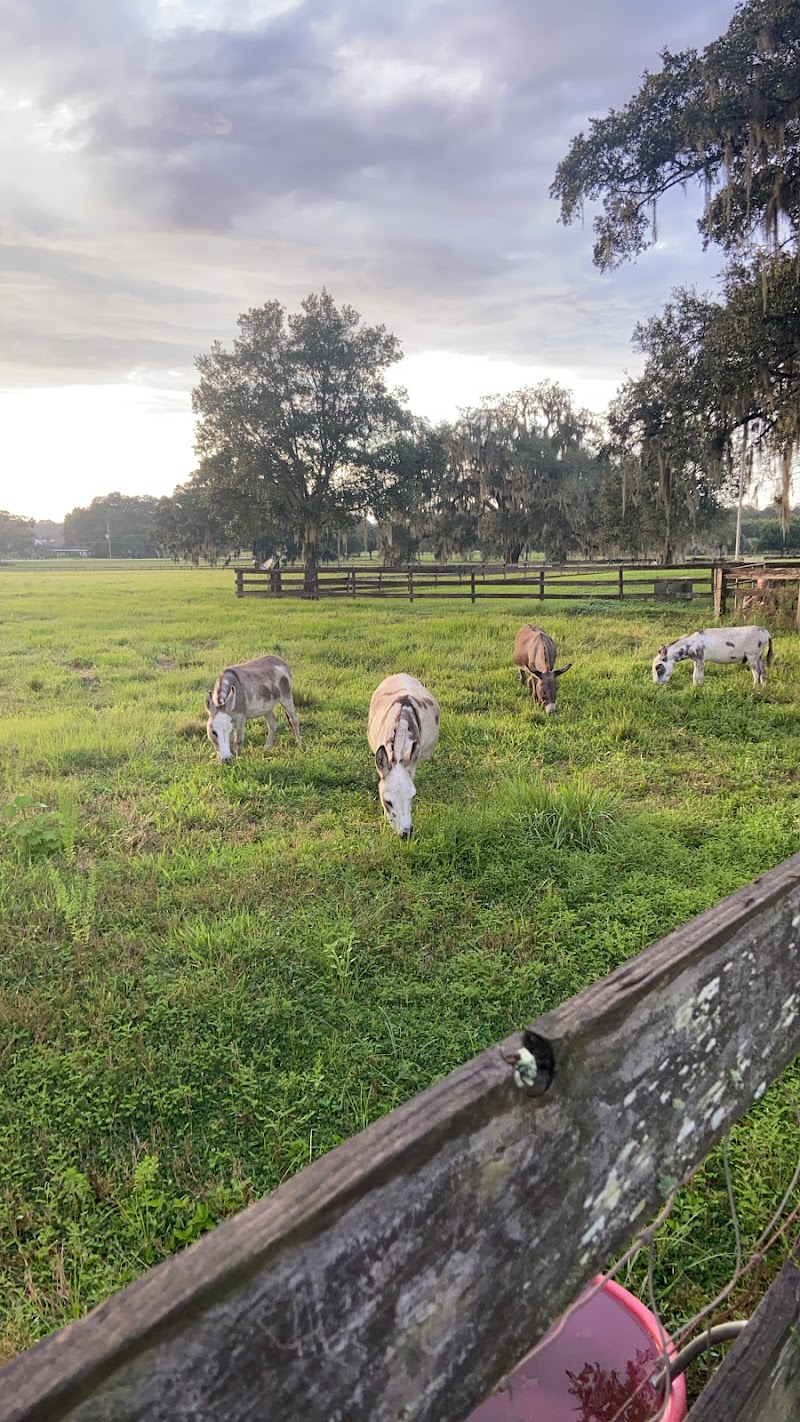 Midnight Skye Ranch photo 4