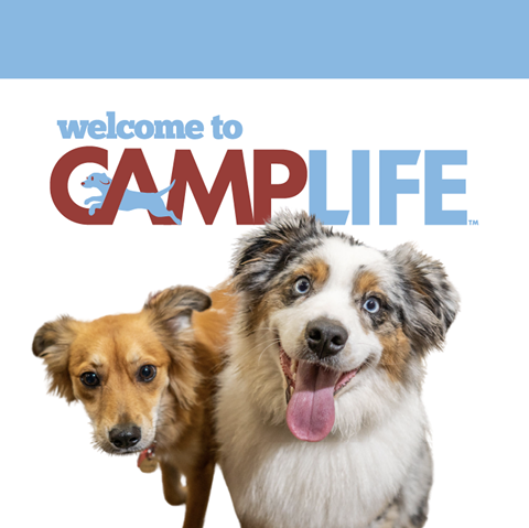 Photo of Camp Bow Wow Diablo Valley