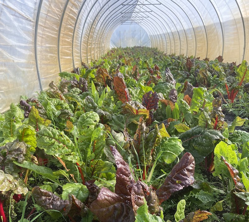 Windrift Farm photo 5