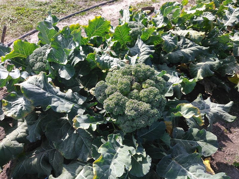 Photo of Auro Community Garden