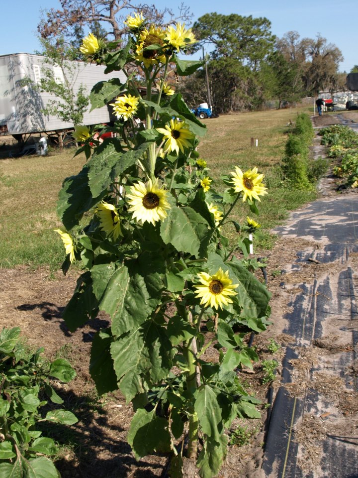 Auro Community Garden photo 3