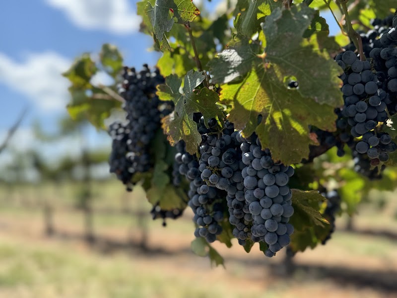 Flying Kite Vineyard & Tasting Room photo 2