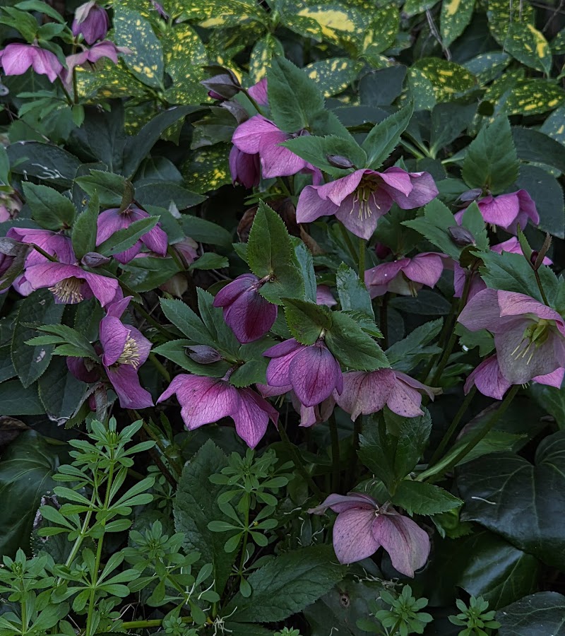 Toxic plant garden photo 2