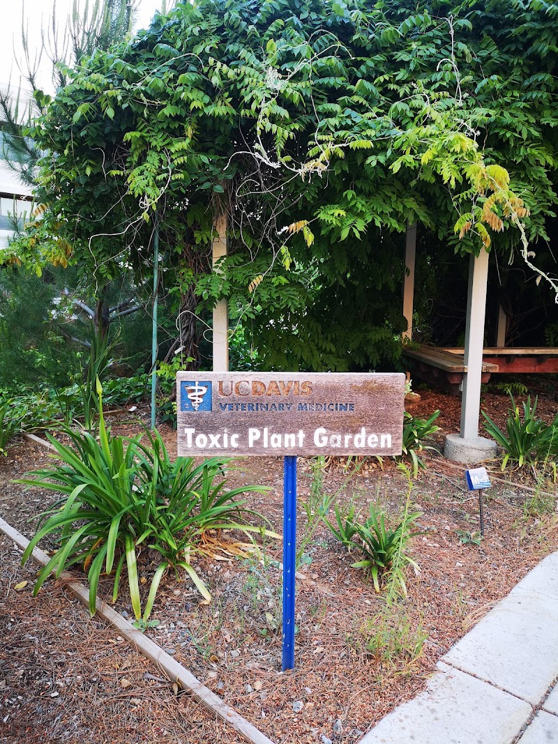 Toxic plant garden photo 3