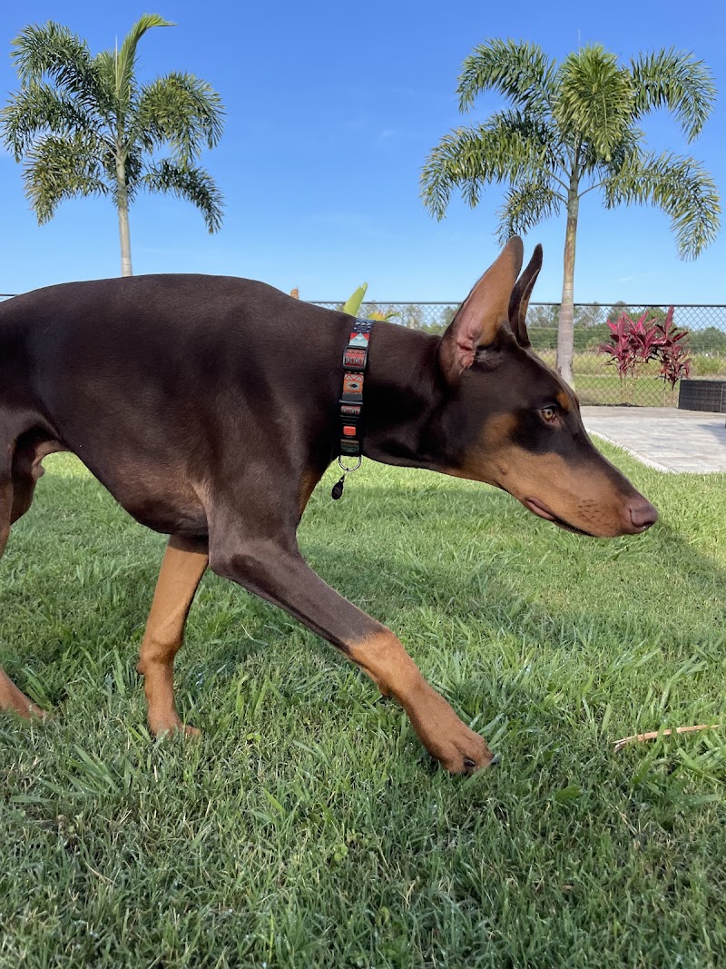 Photo of acacia kennels