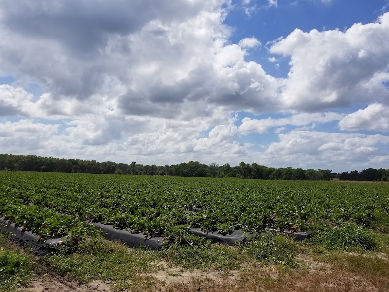 Spivey Farms photo 4