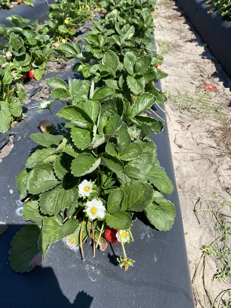 Spivey Farms photo 3